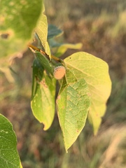 Celticecis pubescens