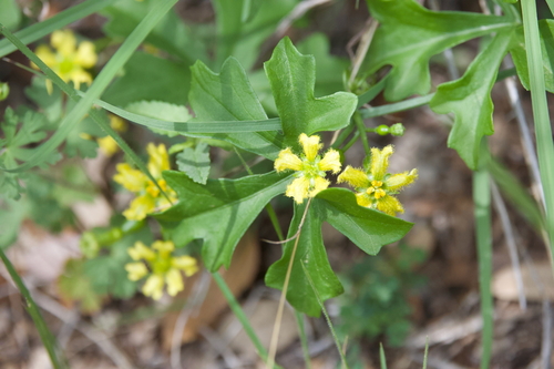 Ibervillea lindheimeri