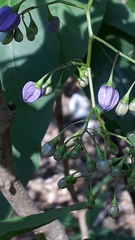 Solanaceae