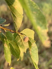 Celticecis pubescens