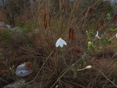 Rhinacanthus nasutus