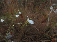Rhinacanthus nasutus