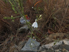 Rhinacanthus nasutus