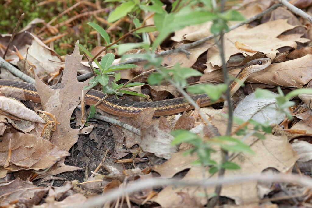 Eastern Ribbon Snake from Davidson, NC, USA on April 06, 2025 at 11:18 ...