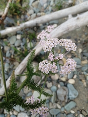 Achillea asiatica