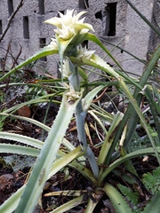 Orthophytum foliosum