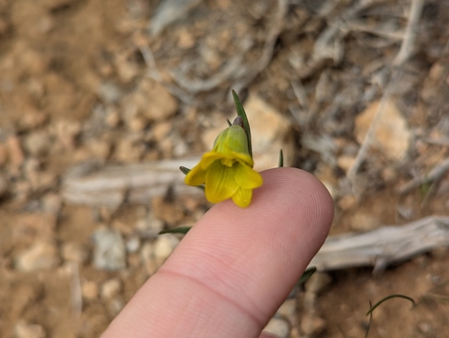 Image of Fritillaria rhodia by (c) Elias, some rights reserved (CC BY)