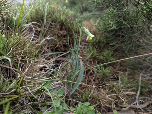 Image of Fritillaria rhodia by (c) Elias, some rights reserved (CC BY)