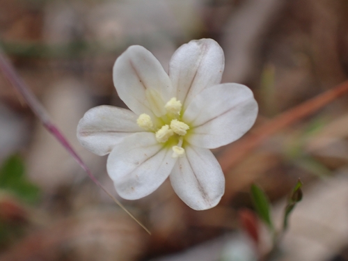 Image of Gagea graeca by (c) Elias, some rights reserved (CC BY)