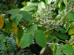 Rhynchosia hirta