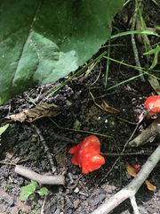 Hygrocybe