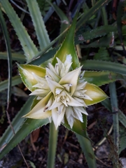 Orthophytum foliosum