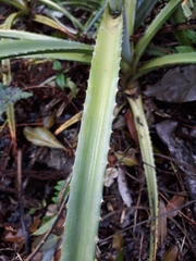Orthophytum foliosum
