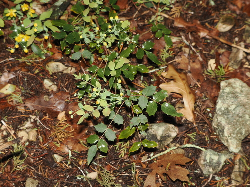 Image of Berberis swaseyi by (c) Joseph Aubert, some rights reserved (CC BY)