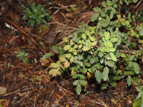 Image of Berberis swaseyi by (c) Joseph Aubert, some rights reserved (CC BY)