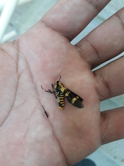 Syntomeida melanthus