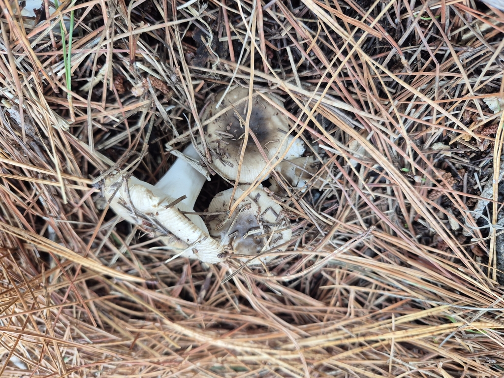 Russula amoenolens · April 2025 · photo: © rempson (iNaturalist, cc-by)