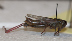 Melanoplus bivittatus