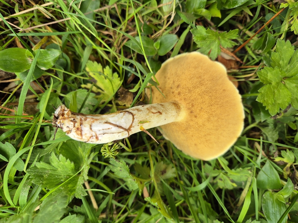 Suillus granulatus · April 2025 · photo: © rempson (iNaturalist, cc-by)
