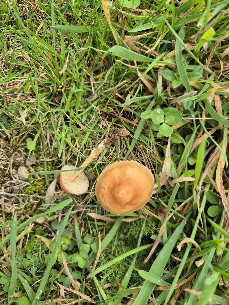 Marasmius oreades · April 2025 · photo: © rempson (iNaturalist, cc-by)