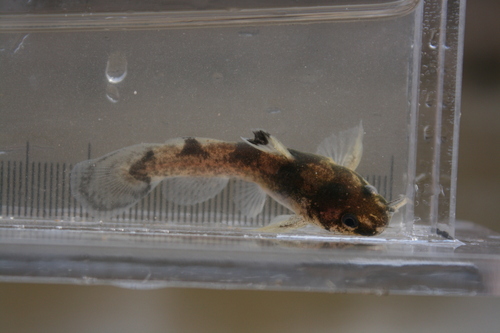 Brindled madtom (Noturus miurus) — Ictaluridae — 5