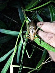 Hexacentrus fuscipes