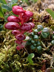 Exobasidium splendidum