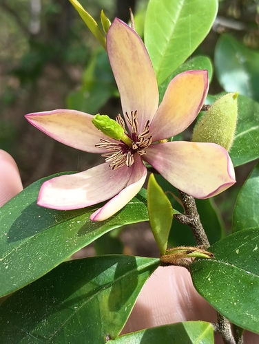 Image of Magnolia figo by (c) Raven Dandridge, some rights reserved (CC BY)