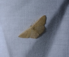 Cosymbiini