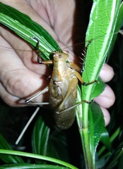 Hexacentrus fuscipes