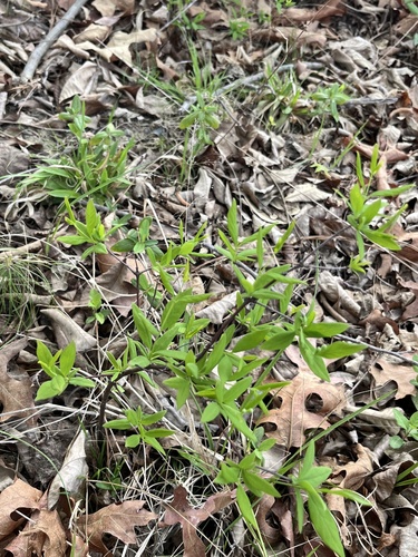 leechbrush (Nestronia umbellula)