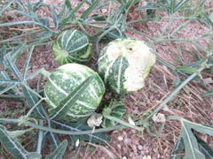 Cucurbita digitata