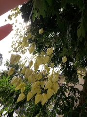 Koelreuteria paniculata