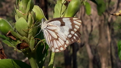 Belenois aurota