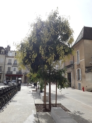 Koelreuteria paniculata
