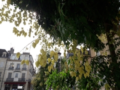 Koelreuteria paniculata