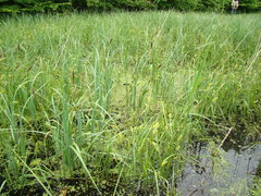Carex riparia