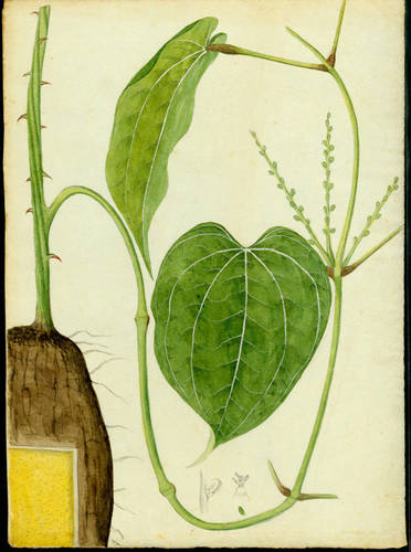 Dioscorea cayenensis