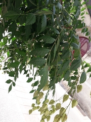 Koelreuteria paniculata