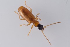 Demetrias monostigma