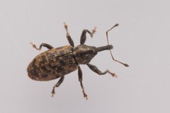 Dorytomus taeniatus