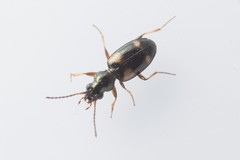 Bembidion quadrimaculatum