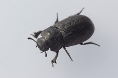 Melanimon tibiale