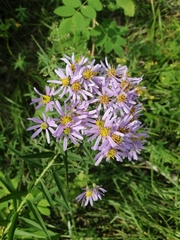 Galatella