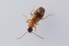 Philorhizus sigma