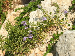 Campanula versicolor tenorei