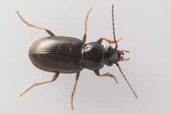 Pogonus chalceus