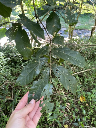 Combretum kraussii, photograph 2