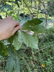 (c) Sunčana Bradley, some rights reserved (CC BY) Combretum kraussii, photograph (c) Sunčana Bradley, some rights reserved (CC BY)