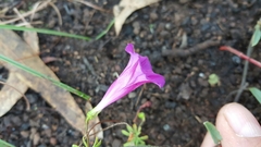 Ipomoea plummerae